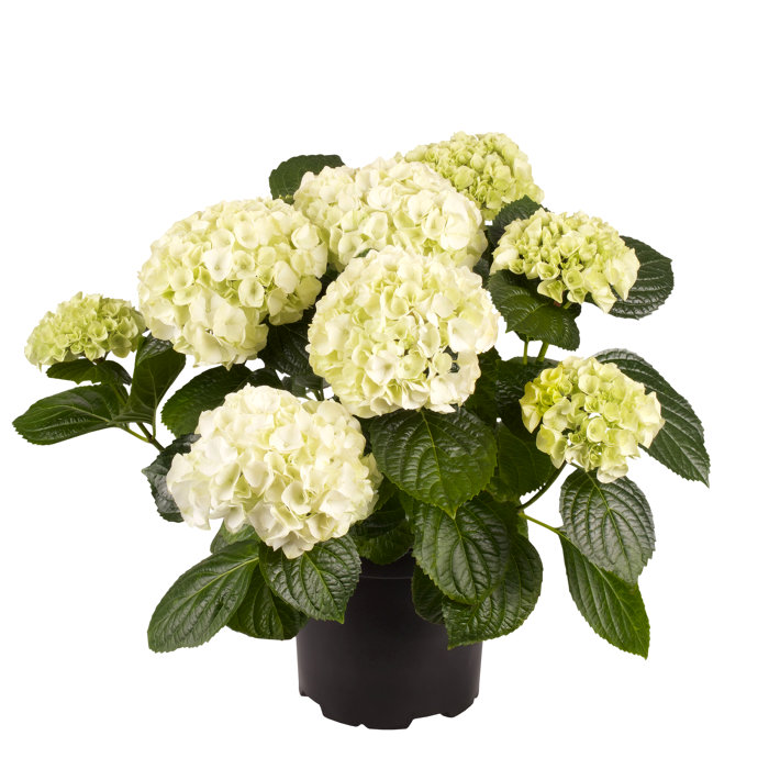 Hortensia i 17 cm potte